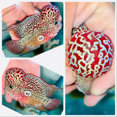 High Quality Red Kamfa Flowerhorn - 42